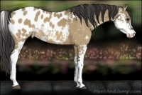 Horse Color:Bay Dun Sabino Appaloosa Rabicano 