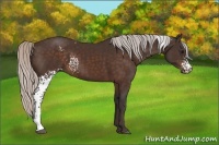 Horse Color:White Spotted Silver Brown
