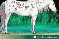 Horse Color:Nacre White Spotted Brown Appaloosa