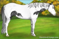 Horse Color:Black Ice Splash Tobiano 