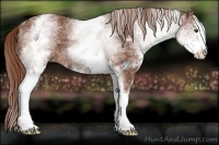 Horse Color:White Spotted Chestnut Sabino 