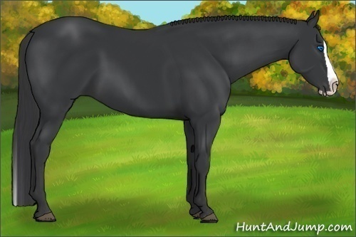 Horse Color:Black Splash