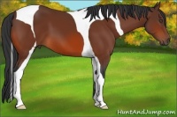 Horse Color:Bay Tobiano 