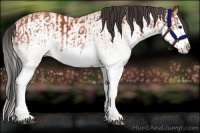 Horse Color:White Spotted Bay Splash  and White Spotted Bay Splash 