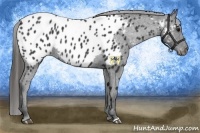 Horse Color:Black Appaloosa 