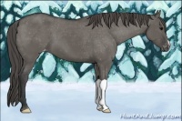Horse Color:Grullo Varnish 