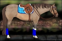Horse Color:Bay Dun Varnish 