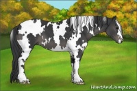 Horse Color:White Spotted Black 