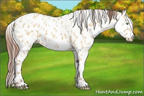 Horse Color:Amber Champagne Dun Appaloosa