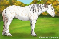 Horse Color:Amber Champagne Dun Leopard 