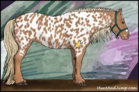 Horse Color:Chestnut Appaloosa