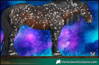 Horse Color:Brown Appaloosa