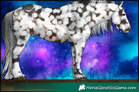 Horse Color:Brown Appaloosa