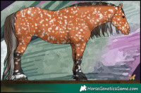 Horse Color:Bay Snowflake Varnish 