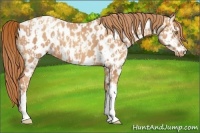 Horse Color:Gold Champagne Appaloosa  and Gold Champagne Appaloosa Rabicano 