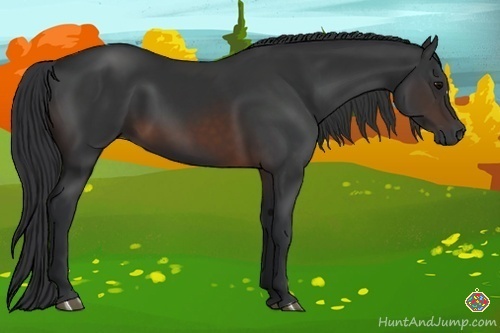 Horse Color:Brown 