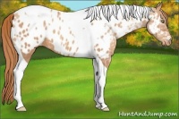 Horse Color:Gold Champagne Ice Tobiano Appaloosa 