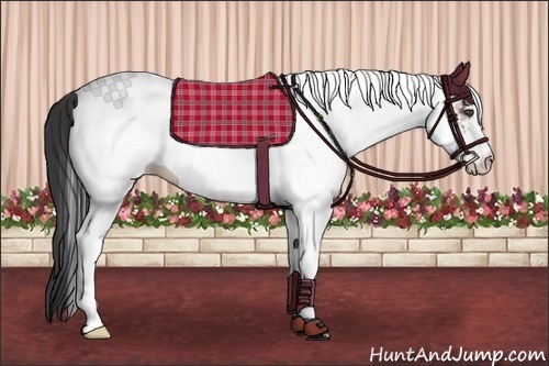 Horse Color:White Spotted Bay 