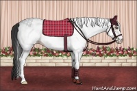 Horse Color:White Spotted Bay 