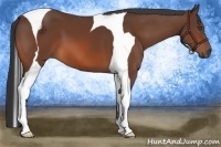 Horse Color:Bay Tobiano 