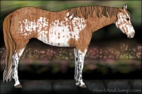 Horse Color:Bay Splash Frame  and Chestnut Splash Frame 
