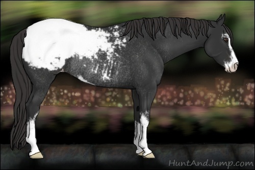 Horse Color:Liver Chestnut Sabino Appaloosa Rabicano