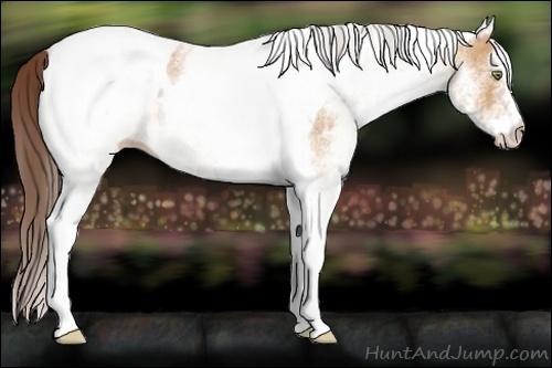 Horse Color:White Spotted Amber Champagne Tobiano Appaloosa 
