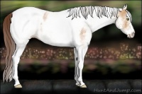 Horse Color:White Spotted Amber Champagne Tobiano Appaloosa 