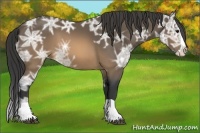 Horse Color:Buckskin Ice Splash 