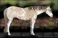 Horse Color:Grullo Pearl Sabino