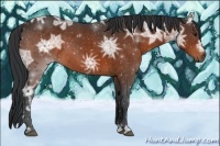 Horse Color:Brown Ice Sabino 