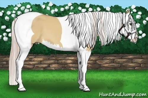 Horse Color:Palomino Dun Splash Tobiano