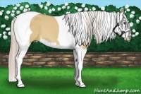 Horse Color:Palomino Dun Splash Tobiano