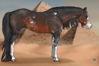 Horse Color:Brown Sabino Rabicano