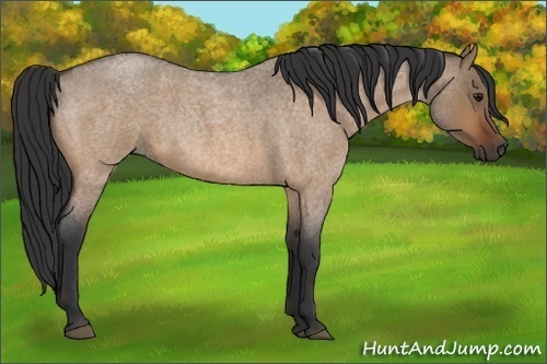 Horse Color:Bay Roan Dun 