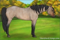 Horse Color:Bay Roan Dun