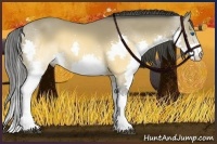 Horse Color:Buckskin Splash 