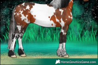 Horse Color:White Spotted Bay 