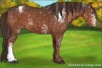 Horse Color:White Spotted Liver Chestnut Appaloosa 