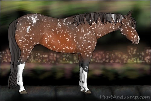 Horse Color:Bay Appaloosa 