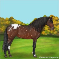 Horse Color:Bay Appaloosa 