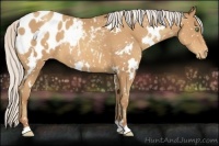 Horse Color:White Spotted Silver Sable Champagne Appaloosa 