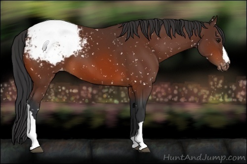 Horse Color:Bay Appaloosa 