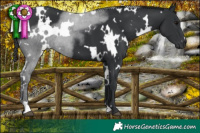 Horse Color:White Spotted Black