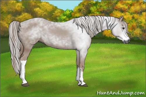 Horse Color:Gray Liver Chestnut 