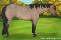 Horse Color:Bay Roan Dun 