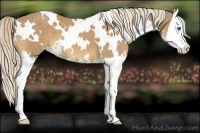 Horse Color:White Spotted Palomino Splash 