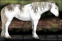 Horse Color:White Spotted Liver Chestnut Splash 