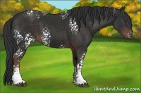 Horse Color:White Spotted Liver Chestnut 