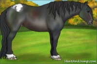 Horse Color:Brown Appaloosa